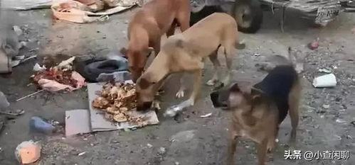 石家庄吃瓜杀妻,悲剧背后的家庭伦理与法律反思