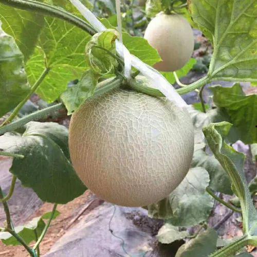 山东吃瓜新闻事件最新消息,揭秘背后真相与网络舆论风暴