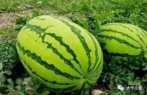 瓜怎么抢着吃,抢食技巧大揭秘