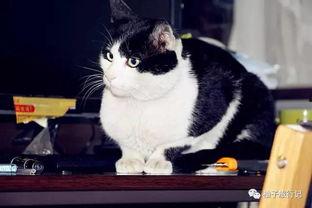 网红猫上学的故事视频,校园生活大揭秘