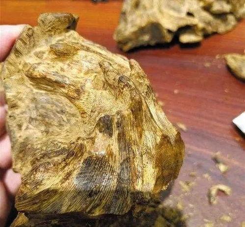 沉香收官吃瓜,揭秘娱乐圈的瓜田秘闻