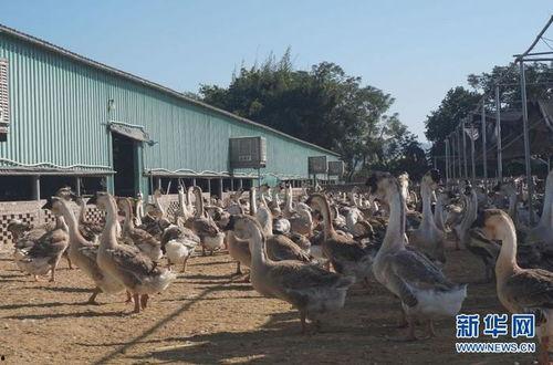 狮头鹅网红,鹅界明星的崛起之路