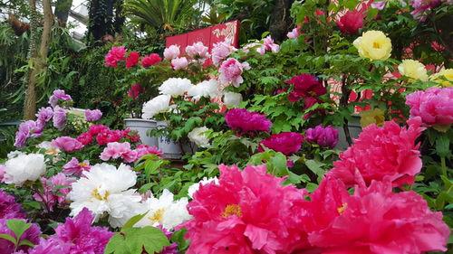 头条花儿,探寻自然之美与生命奇迹