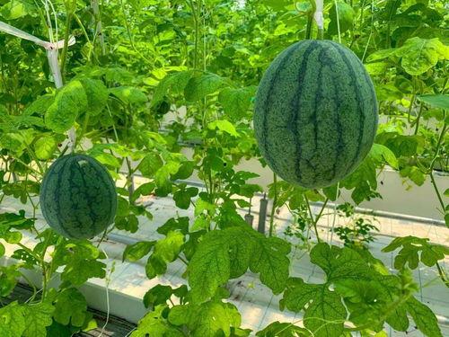 游园吃瓜,揭秘夏日消暑新潮流