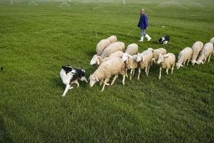 低成本打造网红农场文章