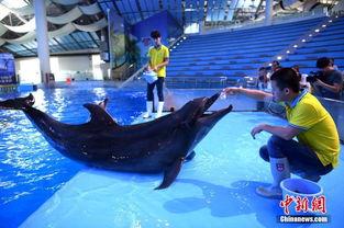 吃瓜的海洋动物,揭秘奇特的海洋食瓜动物