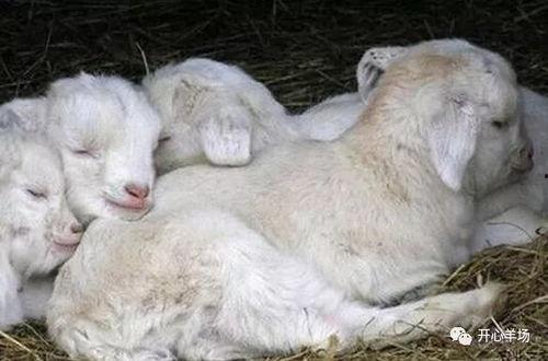 电光小羊吃瓜,揭秘网络迷因的狂欢与魅力