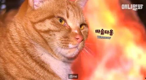 南京网红流浪猴欺负猫猫,引发网友热议