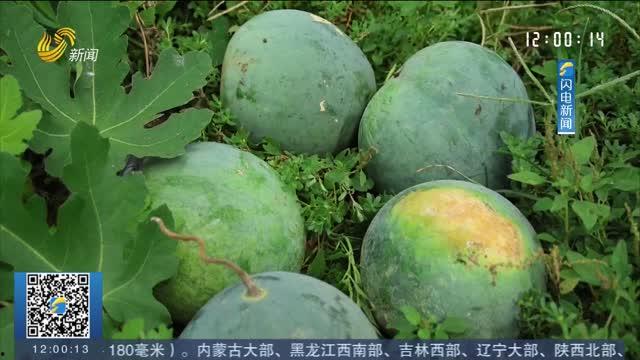 济南318吃瓜事件,一场网络热议的瓜田风波