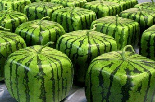 直线吃瓜自由,揭秘瓜界自由新风尚