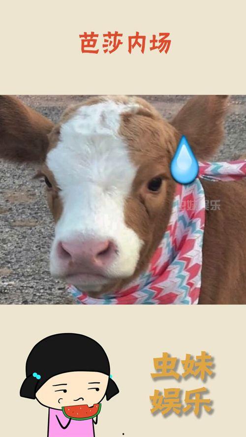 抖音 吃瓜hu,揭秘“吃瓜hu”背后的故事与现象