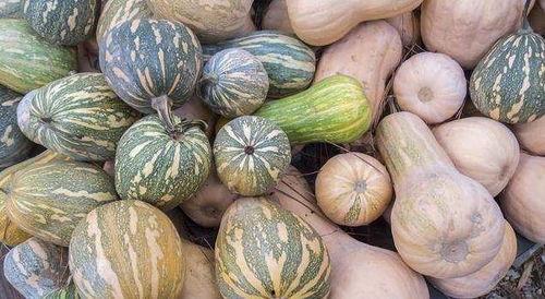 hp这个女性在吃瓜,揭秘瓜界女神的美食之旅