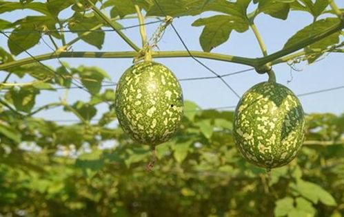 吊瓜猫咪可以吃吗,安全与禁忌解析