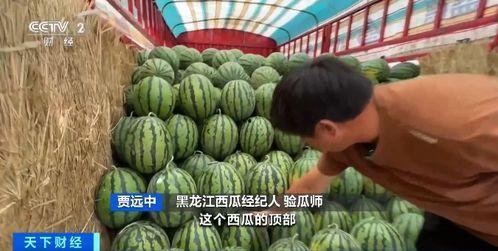 吃瓜网线,网络世界的“瓜田”奇观