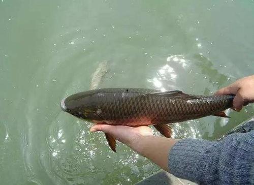 小瓜与鱼能同时吃吗吗,探索同时食用的可能性
