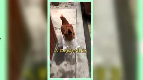 上进娱乐吃瓜群众